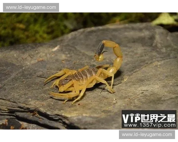 致命平衡：蝎子与黄蜂的巅峰对决，谁才是暗夜里的真正主宰？